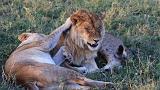 TANZANIA - Serengeti National Park - Leoni Lions - 75